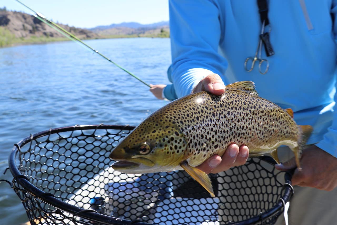 What Do Trout Eat? Fishing Tourism